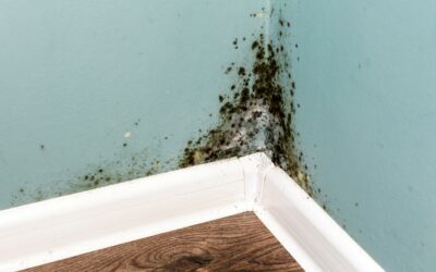 Mold, Moisture and Your Home:  10 Things You Should Know About Mold