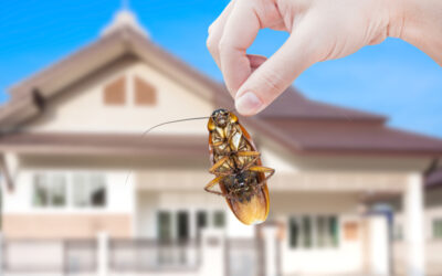 Types of Pests That You Need to Keep Out of Your Home