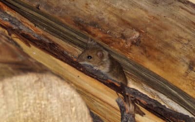 Signs Your Home Has a Rodent Infestation